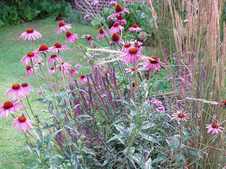 Purple Bush